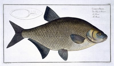 Bream (Cyprinus Brama) lámina XIII de 